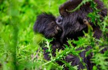 1 Day Gorilla Trekking Safari Tour