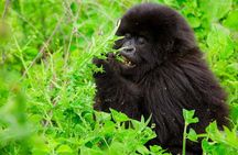 1 Day Gorilla Trekking Safari Tour