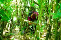 1 Day Gorilla Trekking Safari Tour