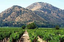 Santa Rita vineyard tour