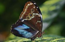 Selvatura Park Eco Adventure Tour of Monteverde