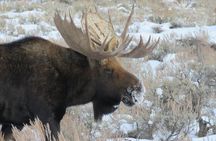 Jackson Hole & Grand Teton Park - Half-Day Wildlife Tour - Morning