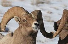 Jackson Hole & Grand Teton Park - Half-Day Wildlife Tour - Morning