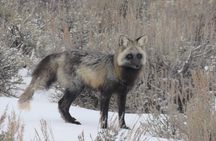 Jackson Hole & Grand Teton Park - Half-Day Wildlife Tour - Morning