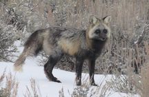 Jackson Hole & Grand Teton Park - Half-Day Wildlife Tour - Afternoon