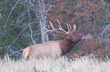 Yellowstone National Park - Full-Day Lower Loop Tour from Jackson