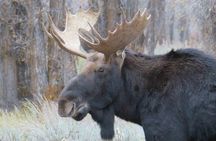 Grand Teton National Park - Full-Day Guided Tour from Jackson Hole