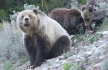 Yellowstone National Park - Full-Day Lower Loop Tour from West Yellowstone