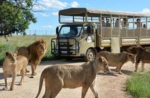 Half Day Lion Park tour from Johannesburg or Pretoria 