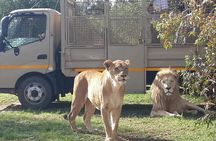 Half Day Lion Park tour from Johannesburg or Pretoria 