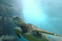 Ultimate Ocean Encounters Midday Snorkel