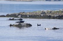 Victoria Shore Excursion: Whale-Watching Cruise with Expert Naturalist Guides