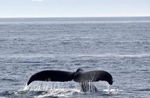 Victoria Shore Excursion: Whale-Watching Cruise with Expert Naturalist Guides