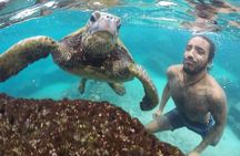 Ultimate Ocean Encounters Midday Snorkel