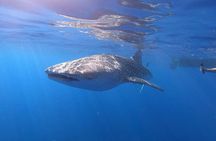 Ultimate Ocean Encounters Midday Snorkel