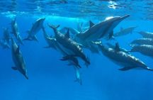 Ultimate Ocean Encounters Midday Snorkel
