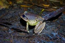 Glow Worms - Nocturnal Rainforest/Waterfall Adventure