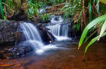 Glow Worms - Nocturnal Rainforest/Waterfall Adventure