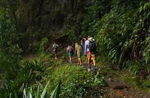 Glow Worms - Nocturnal Rainforest/Waterfall Adventure