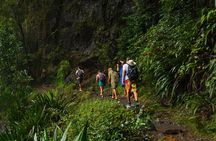 Koalas, Glow Worms & Kangaroos - Nature & Rainforest Walk
