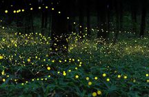 Evening Firefly Boat Tour –Discover Malaysia’s Natural Light Show