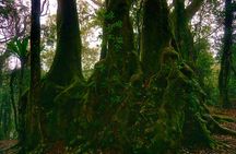 Private Rainforest & Wildlife Tour - Build Your Own Experience