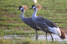 Amboseli Cultural & Wildlife Tour - 4 Day Unforgettable Budget Safari