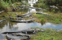 Private 4-hour Tour of Everglades from Miami Dade
