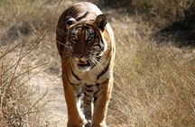 Khajuraho Erotica & Panna Exotica Wildlife