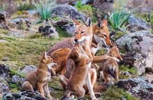 Bale Mountains National Park – 5 Day Tour