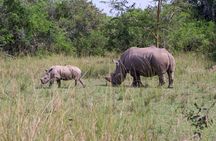 Day Tour Of Ziwa Rhino Sanctuary and Wildlife Ranch - ZIWA RHINO TREKKING