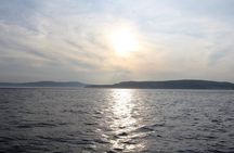 1000 Little Penguins Cruise