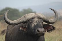 1 Day Safari to Mikumi National Park