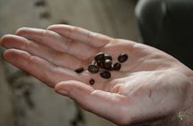 Coffee Farm - Group Tour and Daily Departure