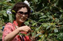 Coffee Farm - Group Tour and Daily Departure