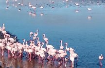 Private Half Day Coast Tour of Walvis Bay and Swakopmund City