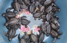Baby Turtle Release in Coyote Escobilla Beach