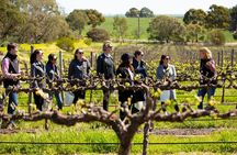Walk, Taste, Graze - Experience at Pindarie 