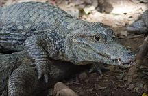 Tour to the Zoo El Pantanal in Guayaquil