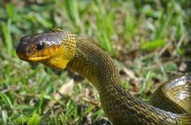 Tour to the Zoo El Pantanal in Guayaquil