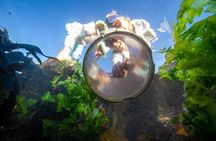 Cape Peninsula with a Marine Biologist