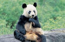 Best of Chengdu: Panda Visit and Cooking Class Experience