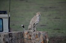 1 Day tour of Lake Nakuru National Park