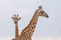 1 Day tour of Lake Nakuru National Park