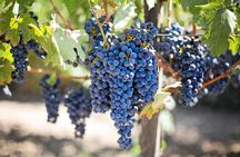 Etna Wine Tasting & Sicilian Lunch –Small Group Tour from Catania