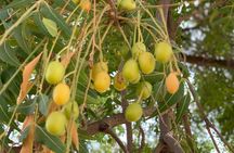 Private Jaisalmer Rural Farm Tour