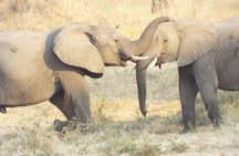 1 Night / 2 days at Mikumi National Park