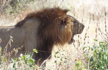 1 Night / 2 days at Mikumi National Park