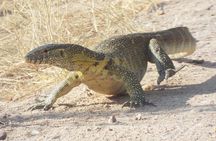 1 Night / 2 days at Mikumi National Park