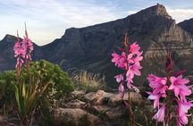 Lion's Head Sunset Hike in Cape Town